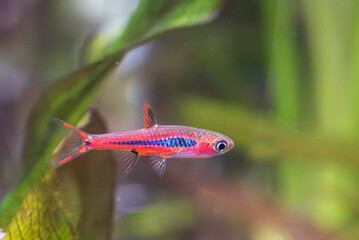 Boraras brigittae in aquarium