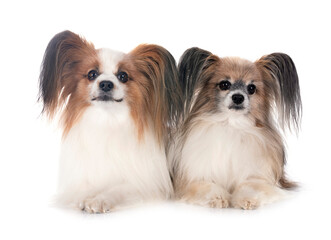 papillon dogs in studio