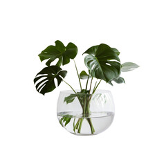 Lush Monstera Deliciosa Plant in a Clear Glass Bowl