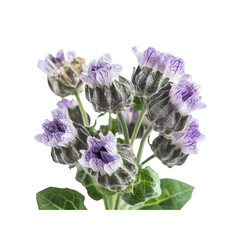 Close-up of delicate purple henbane flowers with velvety texture and intricate details