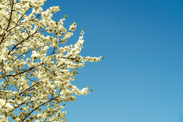 Delicate white plum blossom branches against a clear blue spring sky. Fresh flowering tree for seasonal beauty.