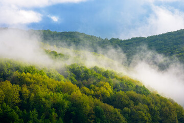 fog evaporating above the foliage forest on the hill. beautiful morning mist in carpathians. fresh sunny weather with clouds on the blue sky