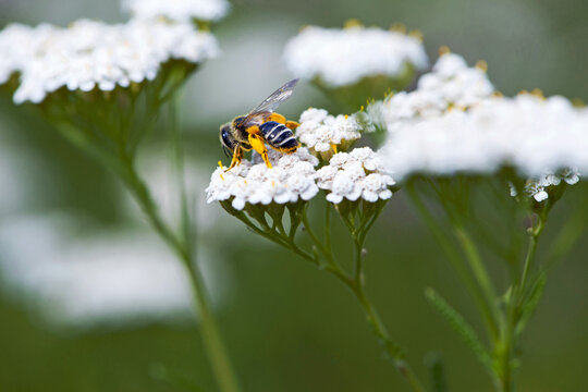 bee in yellow pollen on a background of white flowers. white wild flower Achillea millefolium and wild bee. honey bee collects nectar on yarrow flowers. close-up, bokeh, natural background - Powered by Adobe