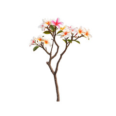 Plumeria Flower Tree on Transparent Background