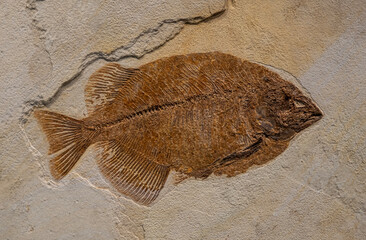 Very old diplomystus fish fossil