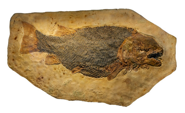 Very old diplomystus fish fossil on soil stratigraphic limestone for archeologist research