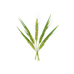 Obraz premium Five Stalks of Immature Wheat, Isolated on Black