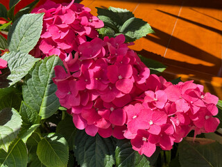 Hydrangea hortensia pink flowers blooms.
