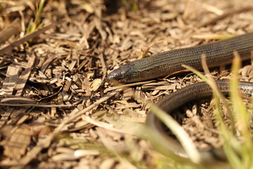 Anguis fragilis, the common slow worm, a legless lizard
