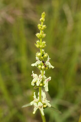 Stachys recta, commonly known as stiff hedgenettle or perennial yellow-woundwort 