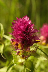 close up shot of a Melampyrum arvense, commonly known as field cow-wheat,