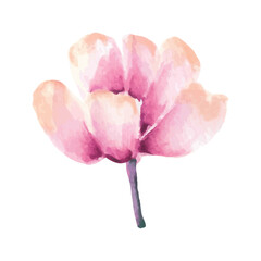 Delicate Watercolor Pink Flower Blossom Floral Design Element Spring Botany Illustration
