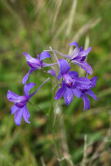 blue flowers of Consolida regalis, known as forking larkspur, rocket-larkspur, and field larkspur in the meadow