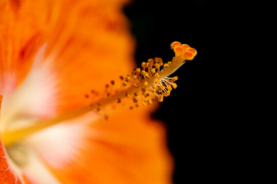 close up of pistil of a orange flower 