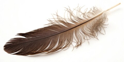 Soft single white bird feather isolated