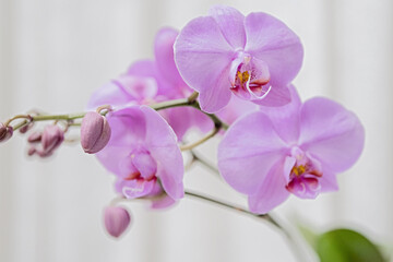 Obraz premium pink orchid flower, phalaenopsis, close up, white background