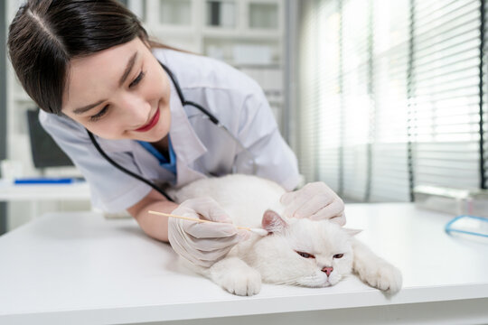 Asian veterinarian clean kittens ears during check up at veterinary clinic. 