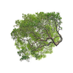 Lush Green Canopy of a Mature Tree, Aerial View