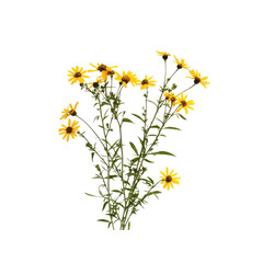 Vibrant Yellow Wildflowers on Transparent Background