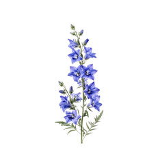Beautiful Blue Balloon Flower Stem Isolated on Transparent Background
