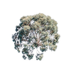 Aerial View of a Lush Eucalyptus Tree Canopy