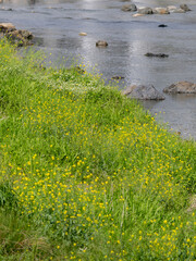 菜の花が咲く猪名川沿いの景色