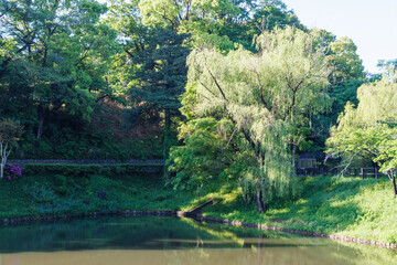 池の間の遊歩道。
新緑が美しい。
ランニングをする人や散策をする人がいる。
神奈川県横浜市三ツ池公園-2025
