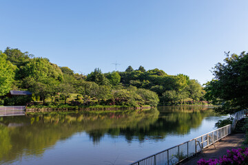 池の間の遊歩道。
新緑が美しい。
ランニングをする人や散策をする人がいる。
神奈川県横浜市三ツ池公園-2025
