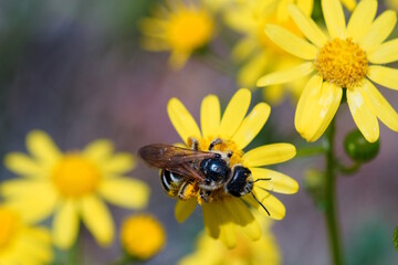 A bee collects nectar from a yellow wildflower.