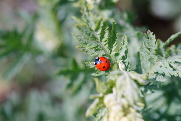 Fototapeta premium Ladybug on the green grass. Insects in nature.