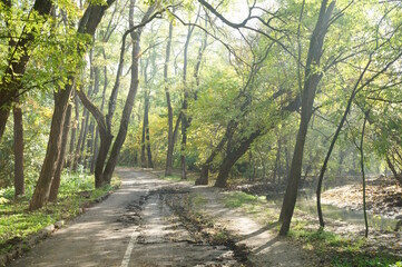 Trees with autumn leaves and a path in the park.
