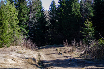 Mountain dirt road amidst the forest