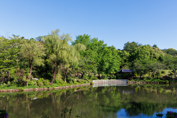 池の間の遊歩道。
新緑が美しい。
ランニングをする人や散策をする人がいる。
神奈川県横浜市三ツ池公園-2025
