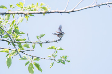 飛び回る可愛いエナガ（エナガ科）の群れ
英名学名：long tailed tit (Aegithalos caudatus)
神奈川県横浜市三ツ池公園-2025
