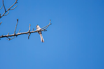 飛び回る可愛いエナガ（エナガ科）の群れ
英名学名：long tailed tit (Aegithalos caudatus)
神奈川県横浜市三ツ池公園-2025
