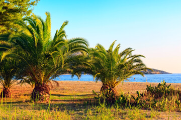 Obraz premium palm tree on the beach and sea view