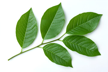 Obraz premium Fresh green leaves on a branch, isolated against a white background, evoke the essence of nature's vibrant spring growth and new life