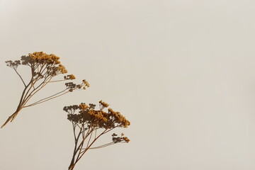 Minimalist beige background template with dry flowers top view and sunlight shadow .copy space. Flowers backdrop mockup. Floral card.Minimal botanical poster