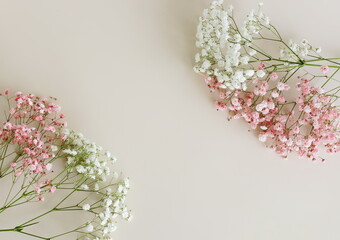 Flowers background template with copy space.Pink and white gypsophila flowers or baby's breath...