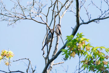 飛び回る可愛いエナガ（エナガ科）の群れ
幼鳥に親鳥が餌を与えていた。
英名学名：long tailed tit (Aegithalos caudatus)
神奈川県横浜市三ツ池公園-2025
