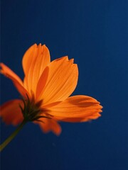 orange flower