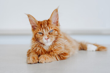 ginger Maine-Coon kitten lying proudly on white table at home, eyes slightly closed dreamily and...