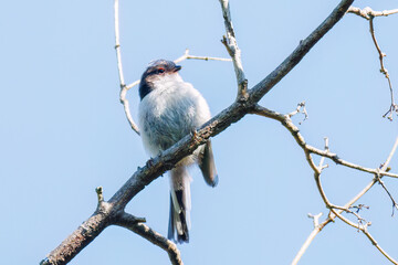 飛び回る可愛いエナガ（エナガ科）の群れ
幼鳥に親鳥が餌を与えていた。
英名学名：long tailed tit (Aegithalos caudatus)
神奈川県横浜市三ツ池公園-2025
