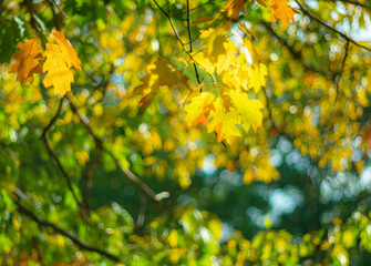 Fototapeta premium Bright autumn background with bokeh effect.