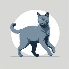 Obraz premium 筋肉質ながらスリムで身軽なロシアンブルー