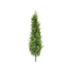 Isolated Tall Cypress Tree on Transparent Background
