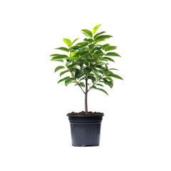 Fototapeta premium Lush Green Potted Plant, Vibrant Foliage, Indoor Plant, Houseplant