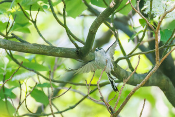 飛び回る可愛いエナガ（エナガ科）の群れ
英名学名：long tailed tit...