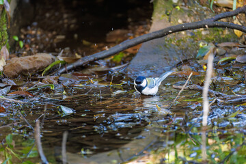 可愛いシジュウカラ（シジュウカラ科）
英名学名：Japanese Tit (Parus minor, family comprising tits).
水盤で水浴びをしている。
神奈川県横浜市三ツ池公園-2025
