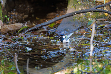 可愛いシジュウカラ（シジュウカラ科）
英名学名：Japanese Tit (Parus minor, family comprising tits).
水盤で水浴びをしている。
神奈川県横浜市三ツ池公園-2025

